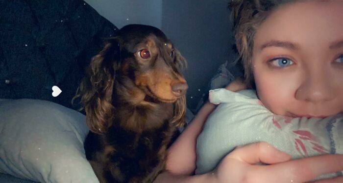 25 Animais que não conseguem esconder o amor que sentem pelos seus donos