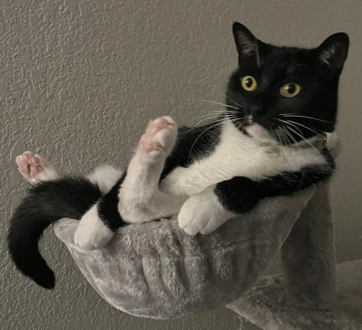 14 Pessoas que conseguiram fotos únicas e felizmente decidiram compartilhar