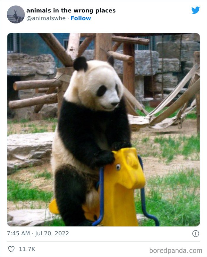 22 Animais fofos que foram flagrados em lugares onde não deveriam estar