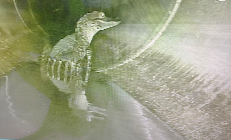 Jacaré no esgoto surpreende cidade da Flórida e viraliza como estrela de “reality show” animal