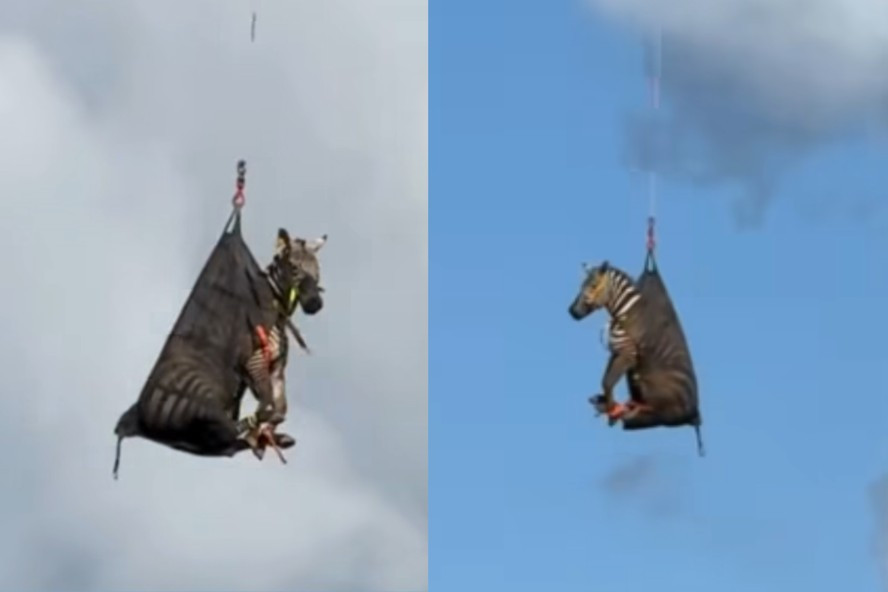 Zebra chamada Ed é resgatada por helicóptero após fugir e viralizar nos EUA