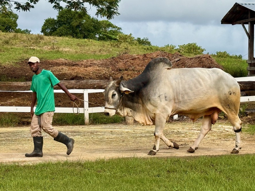 Pedras de Vesícula Bovina: O “Ouro” Escondido nos Bois que Vale Milhões