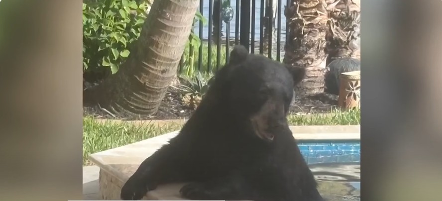 Urso-negro invade casa na Flórida, toma banho de hidromassagem e dorme por 6 horas no sofá