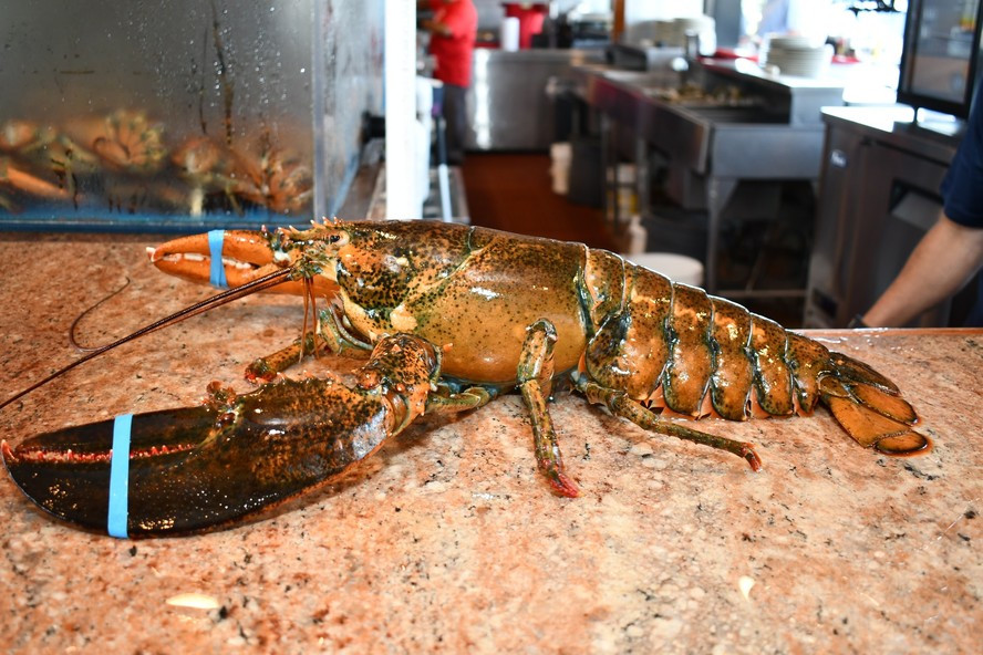 Lorenzo, a lagosta centenária que escapou da panela e voltou ao mar: uma história real de liberdade
