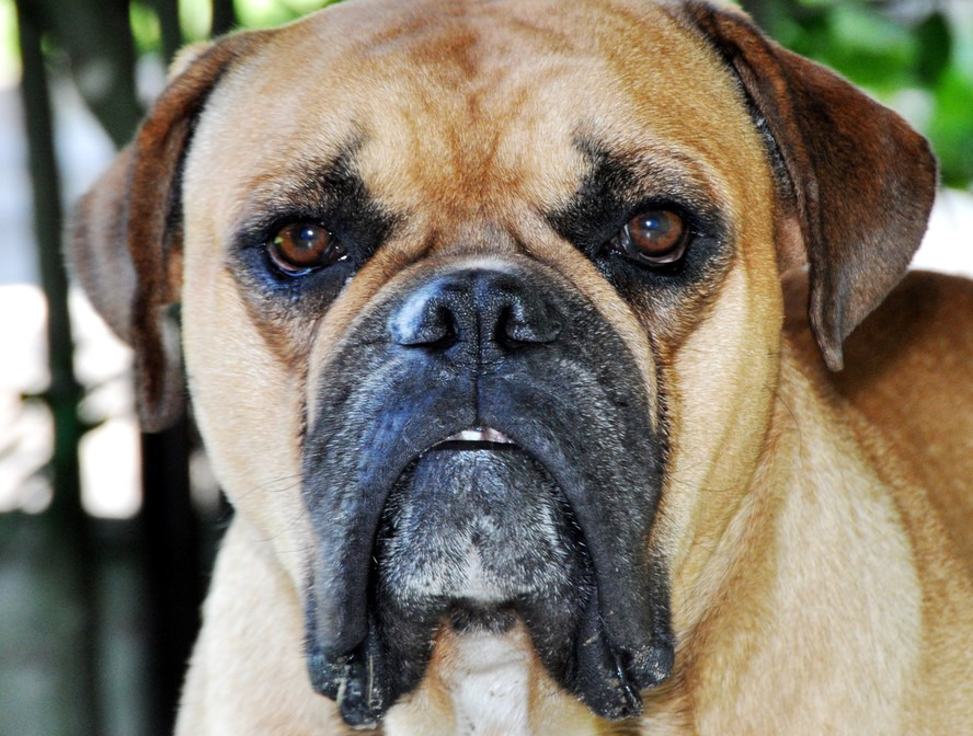 Brasil perto de conquistar novo reconhecimento canino internacional: o buldogue campeiro ganha espaço no mundo