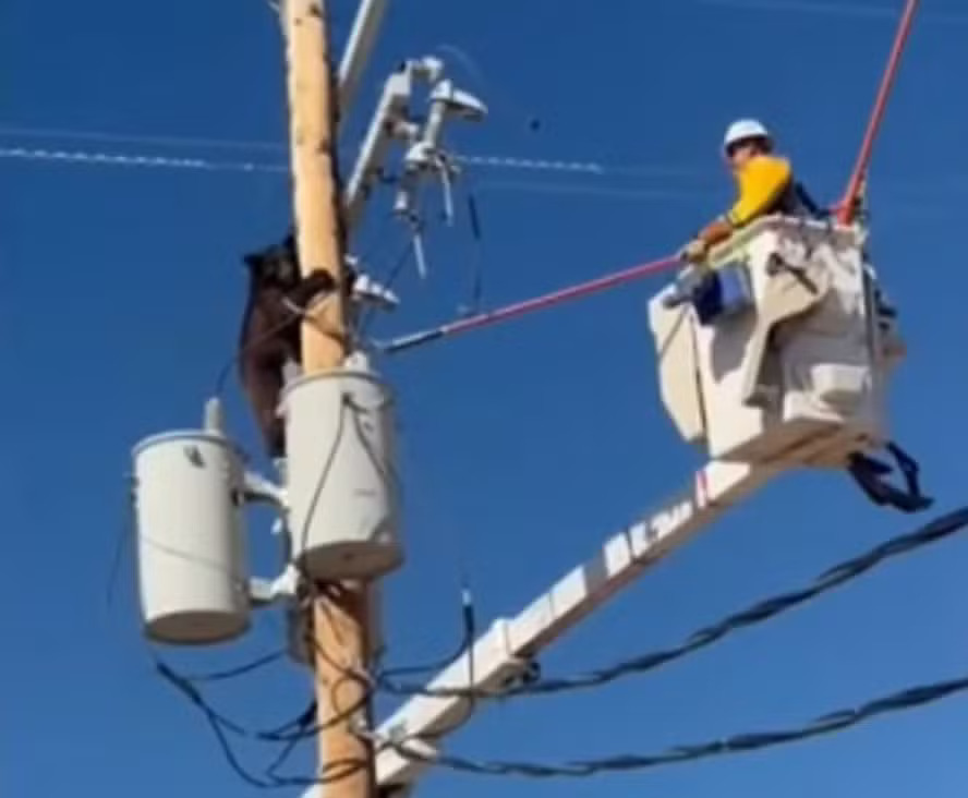 Ursa-negra escala poste de energia no Arizona e é resgatada por eletricista em operação arriscada